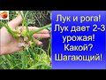 Лук и рога Лук дает 2 - 3 урожая Какой лук   Шагающий, Египетский!