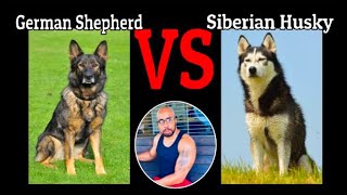 German Shepherd VS Siberian Husky 'Who will win?' by My New Puppy with Ali A. Parker 137 views 11 months ago 4 minutes, 24 seconds