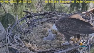 Third Bald Eagle Chick Hatches