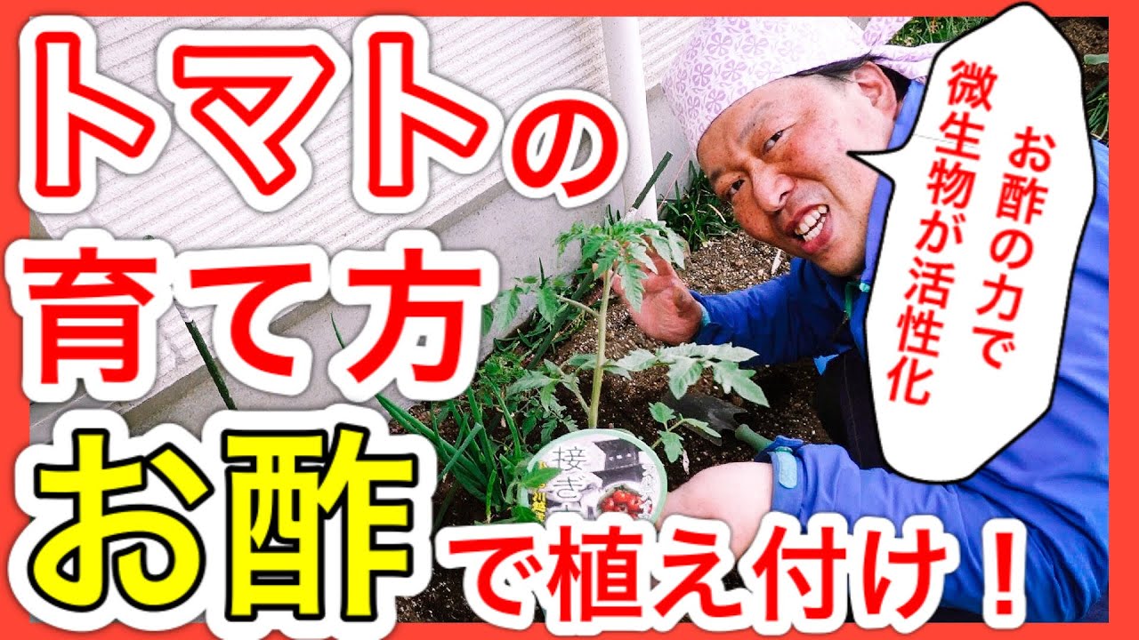 うどん粉病 重曹で退治 自然農薬の重曹水で手軽に防除 狭い庭で家庭菜園シリーズ Youtube