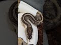 Piebald Ball Python!