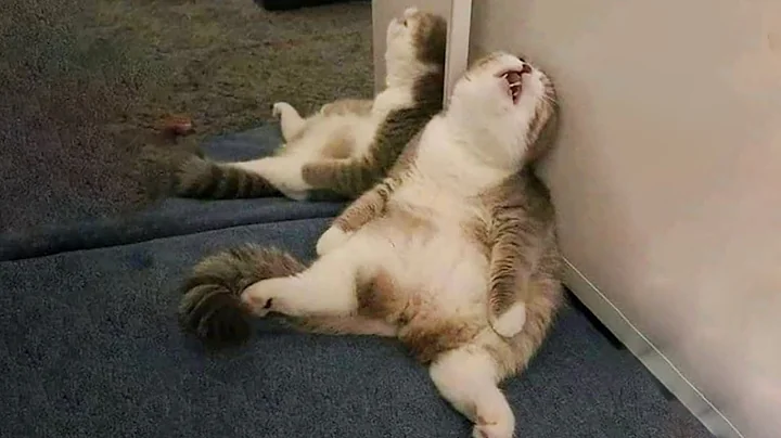 Video 1393781: pets funnycats dogs animals, amazing pets animals, baby animals pets, cutest pets, funny cat