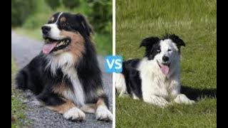 border collie mix australian shepherd Australian Shepherd Border Collie Mix In Depth