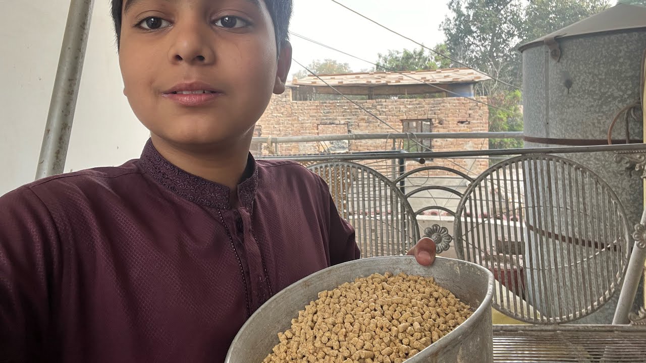 Telling my chickens morning routine 🐔