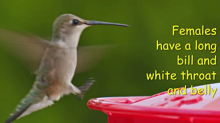 Hummingbirds in the United States - Charateristics and Breeding Zones