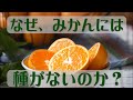 【種のない果実、温州みかん】木の実なのにみかんには種がありません・・・なぜ？