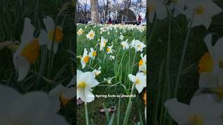 Rleaxing Spring Nature #slowliving #springvibes #spring #springdiaries