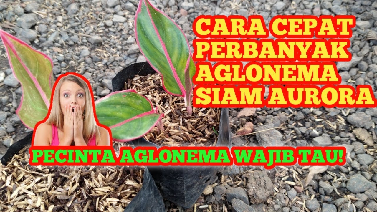 Cek Aglonema Hasil Budidaya dan Cara Cepat Perbanyak Aglonema 