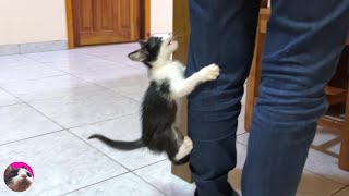 The rescued kitten who can't wait for food and climbs up while meow was too cute!