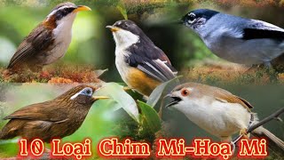 10 loại chim Hoạ Mi - Chim Mi độc đáo và sinh sống tại Việt Nam || Đạt Bird TV