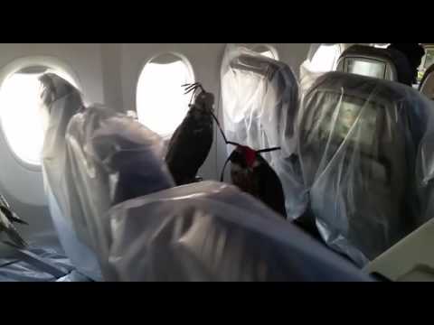 Falcons on a plane (Dubai edition)