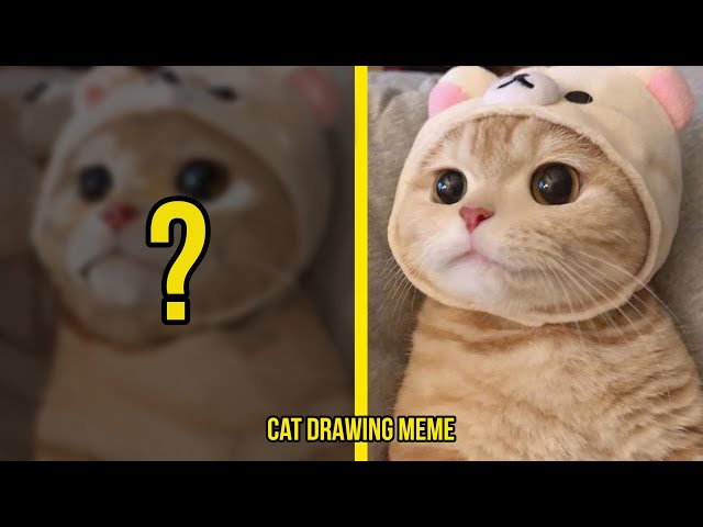 60 Pfp ideas  cute cats, cat memes, funny animals