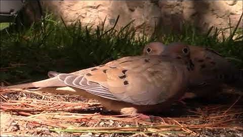 Audio Visual Catnip October 2017