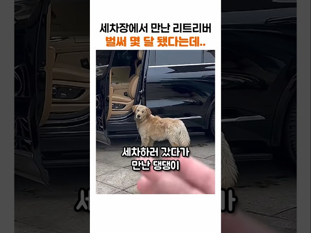 세차하러 갔다가 평생 가족이 생겼어요???? #애견영상 #리트리버