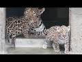 天王寺動物園、ジャガーの赤ちゃん2頭公開