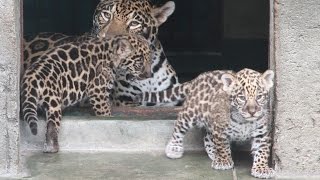 天王寺動物園、ジャガーの赤ちゃん2頭公開