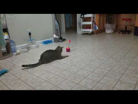 Review for 3 in 1 interactive Cat Toy by YoFun