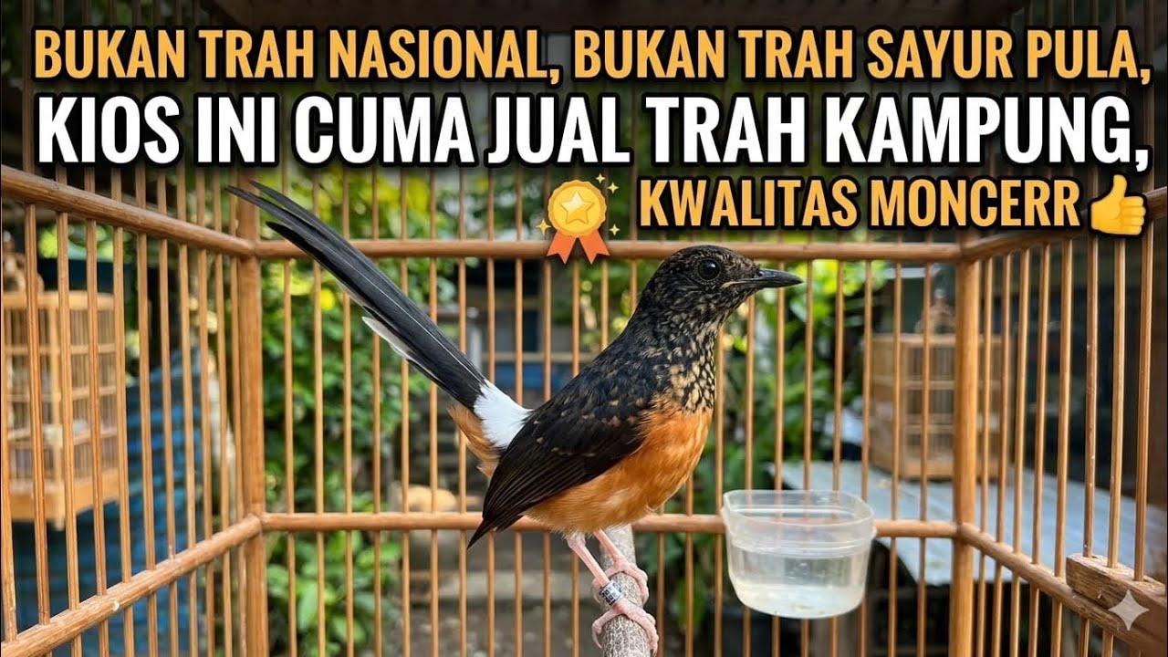 BONGKAR STOK !!! MURAI TROTOL TRAH PRESTASI, BUKAN Trah Nasional!!! 