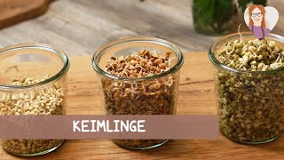 Keimlinge - Anleitung: So züchtest du deine eigenen Sprossen selbst