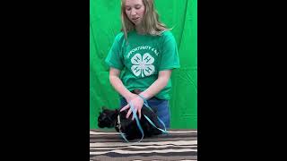 4H Companion Animal: Cat Showmanship Demonstration