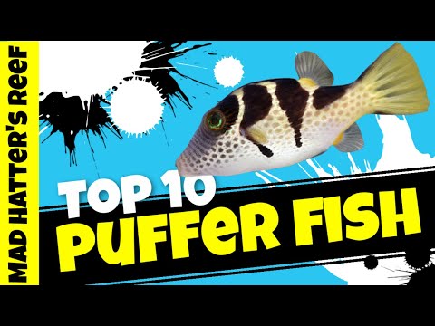 Videó: squirrelfish