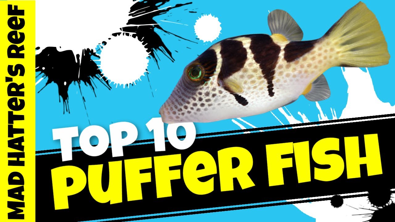 Are There Any Reef Safe Puffer Fish