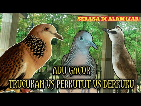 Suara Trucukan Burung Perkutut Dan Derkuku Saling Sahut Di Pagi Hari