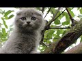 КОРОЧЕ ГОВОРЯ - снимаю котенка с дерева (кот Макс от первого лица).