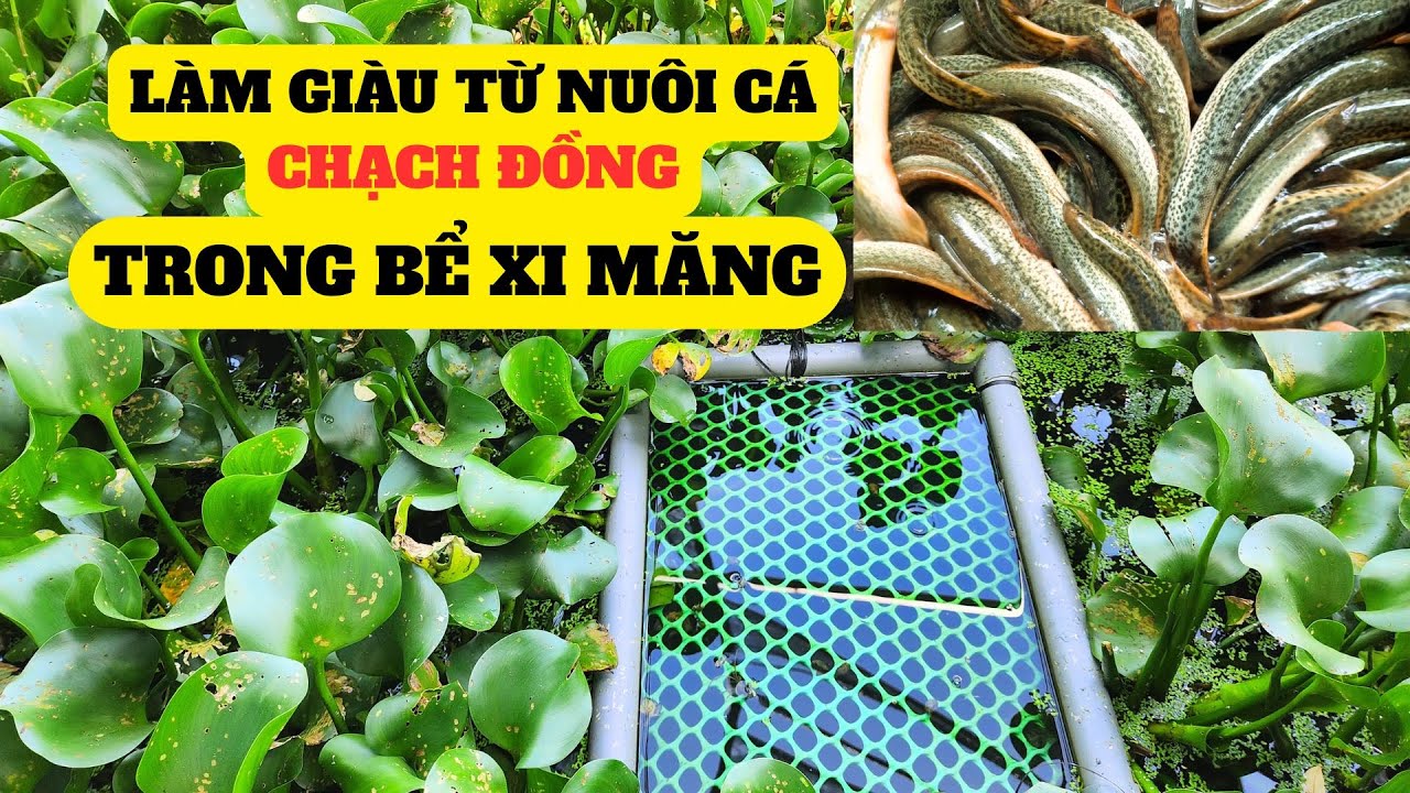Làm Giàu Từ Mô Hình Nuôi Cá Chạch Đồng Trong Bể Xi Măng - Trại Giống Đông Sơn