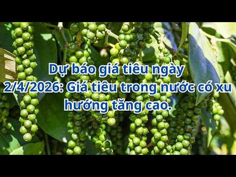 Dự báo giá tiêu ngày 2/4/2026: Giá tiêu trong nước có xu hướng tăng cao.
