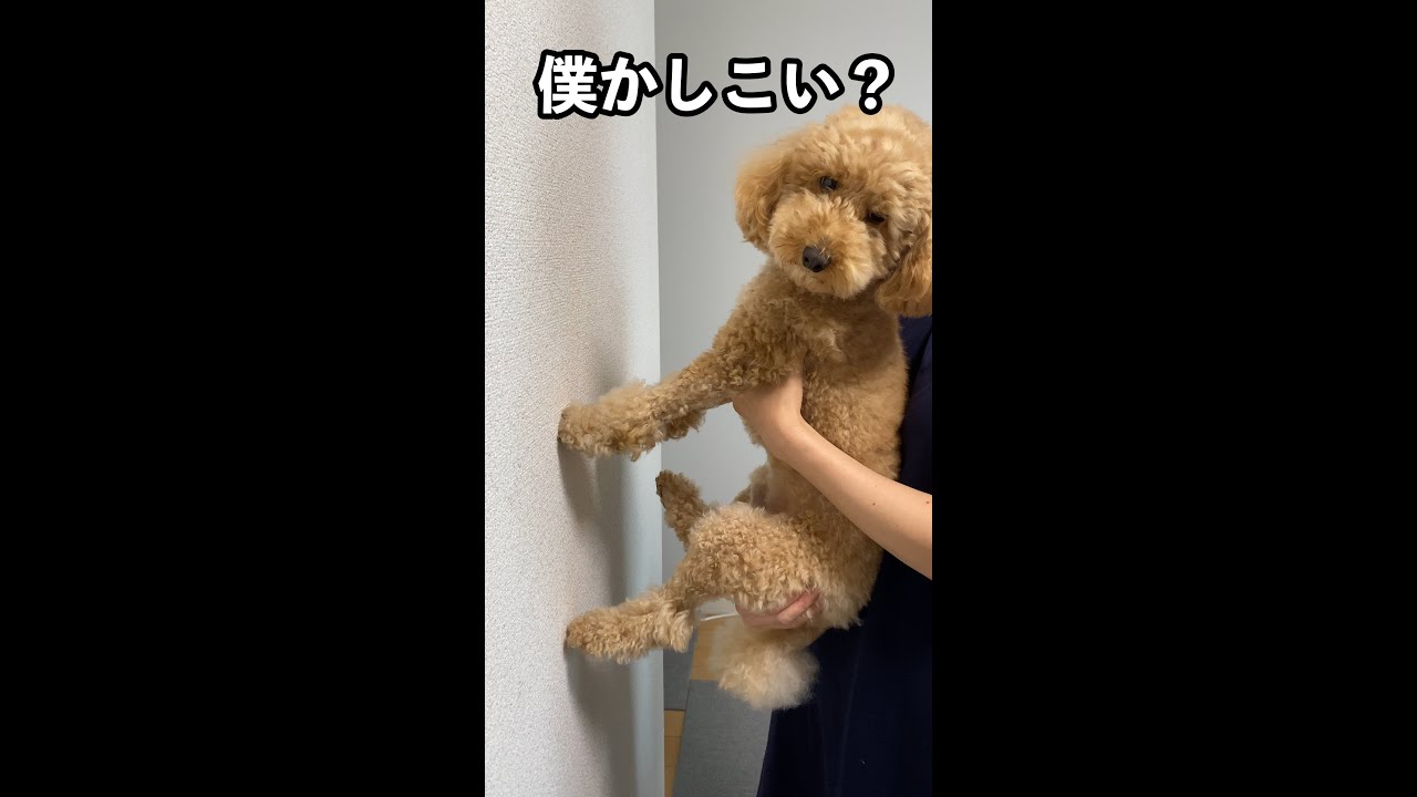 トイプー 賢い犬は壁に手をつくらしい 犬の壁ドン Shorts Youtube トイプー 賢い犬は壁に手をつくらしい 犬の壁ドン Shorts Youtube