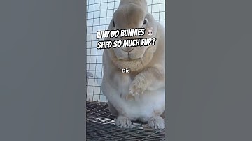Why Do Rabbits Shed So Much Fur? 🐇🍂