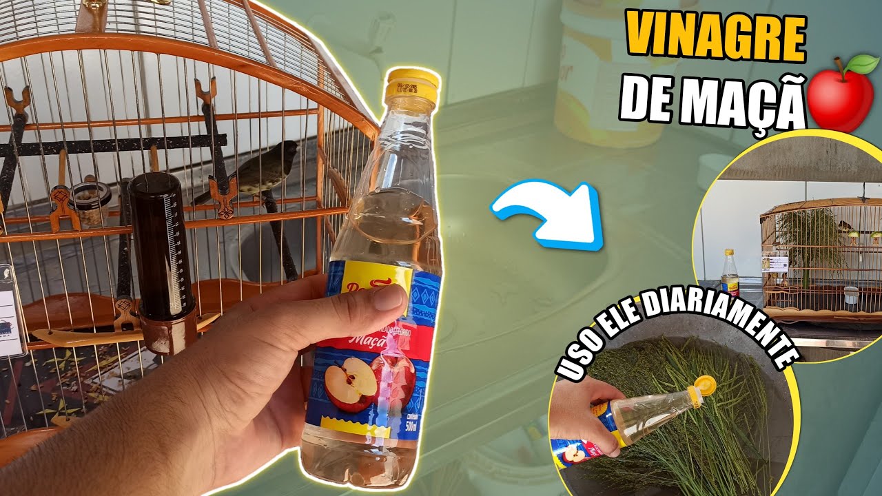 🍎VINAGRE DE MAÇÃ PARA SEU PÁSSARO! (Veja a importância)