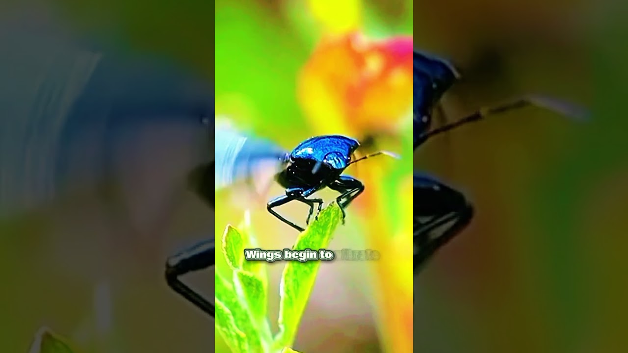 The Exact Moment Before Take-Off #shorts # nature #science