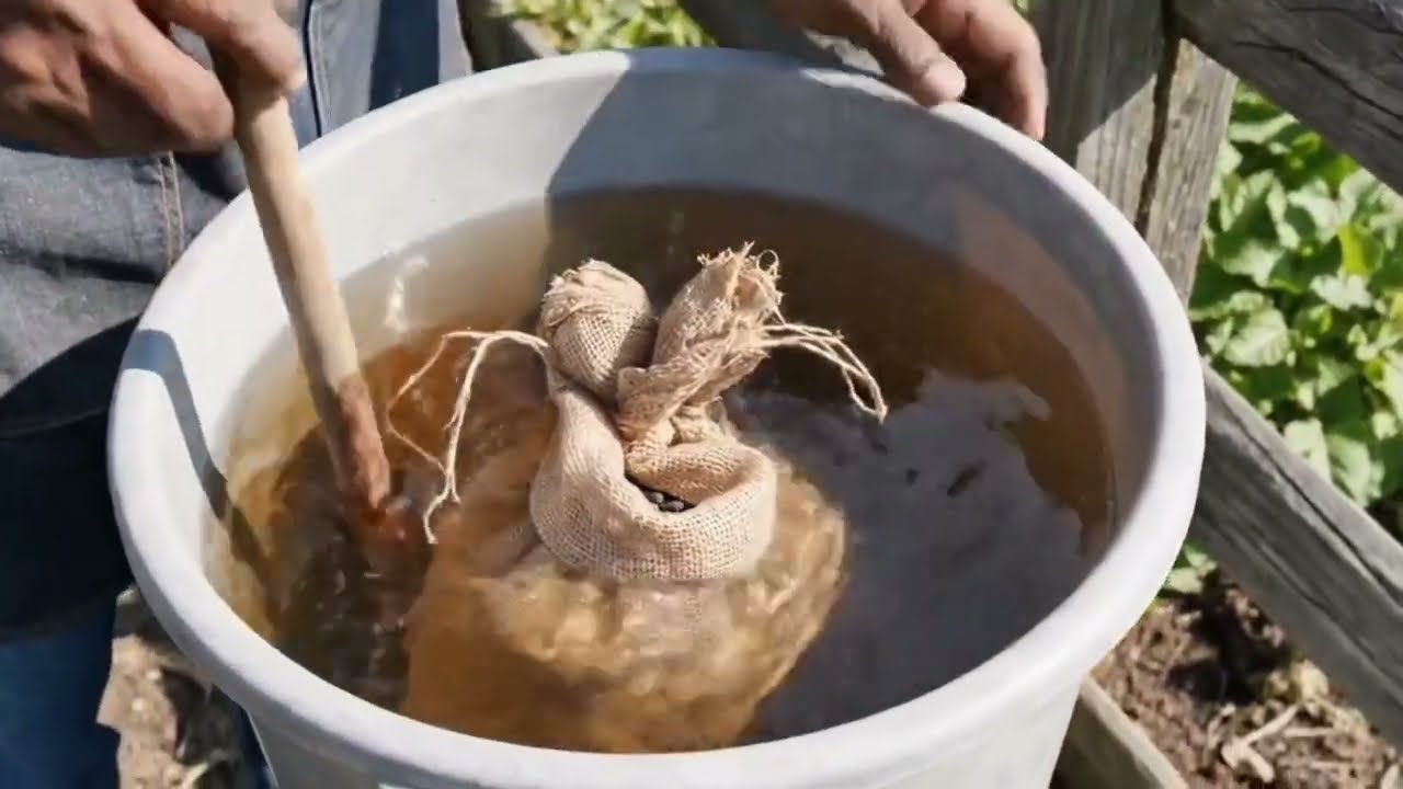 شاي كمبوست زبل الحمام اقوى سماد للدراجون فروت 