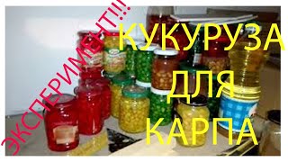 Консервированная кукуруза для рыбалки (эксперимент по хранению). Два месяца спустя.