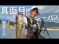 真面目に(?)シーバス釣り頑張る。【東北】