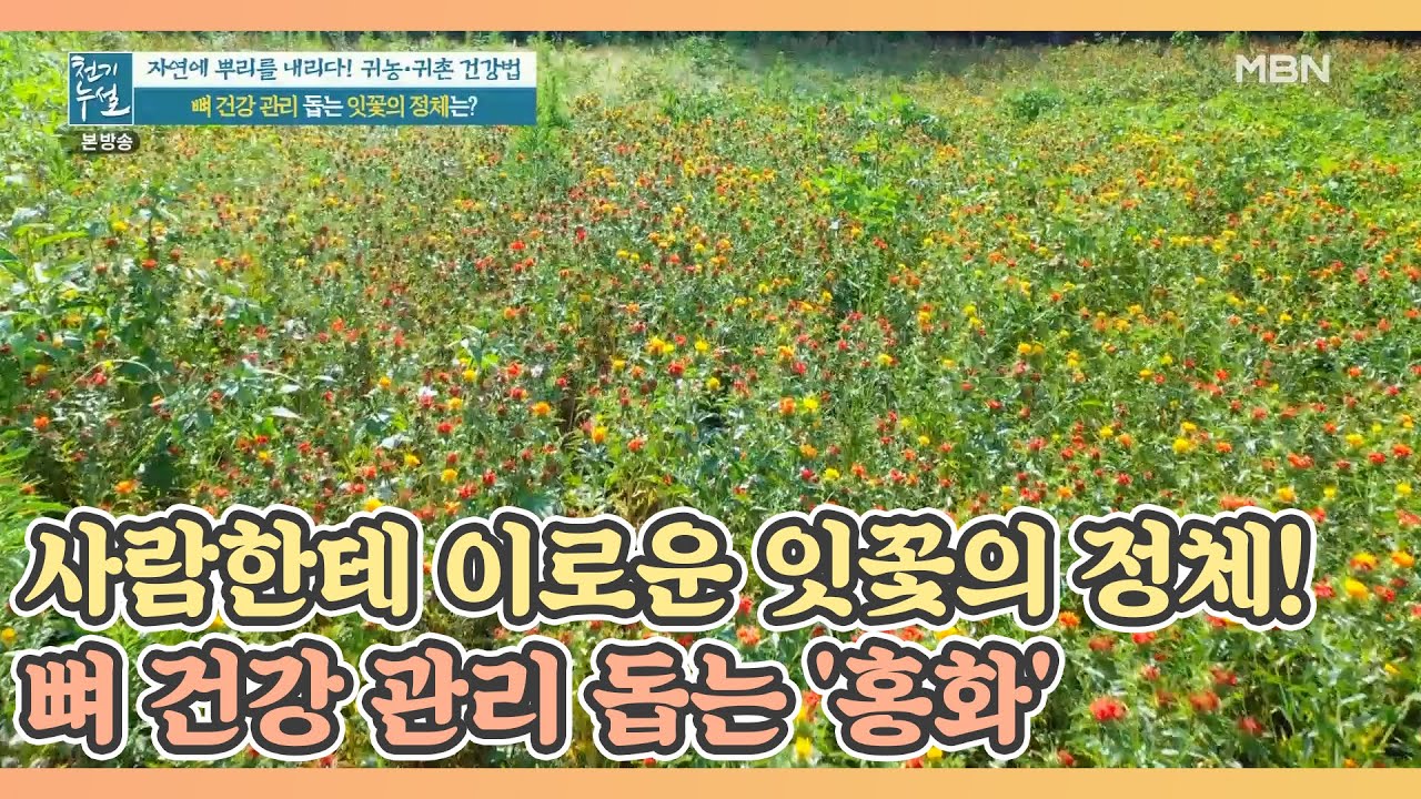 사람한테 이로운 잇꽃의 정체! 뼈 건강 관리 돕는 '홍화' MBN 210716 방송