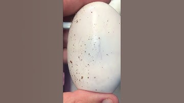 Freshly laid ball python egg... You can see the embryo and veins through the egg
