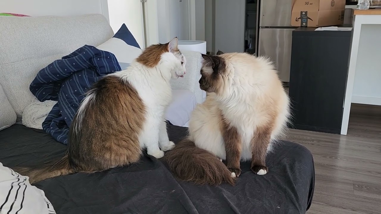 クレーマーに襲われるサロンたぬき