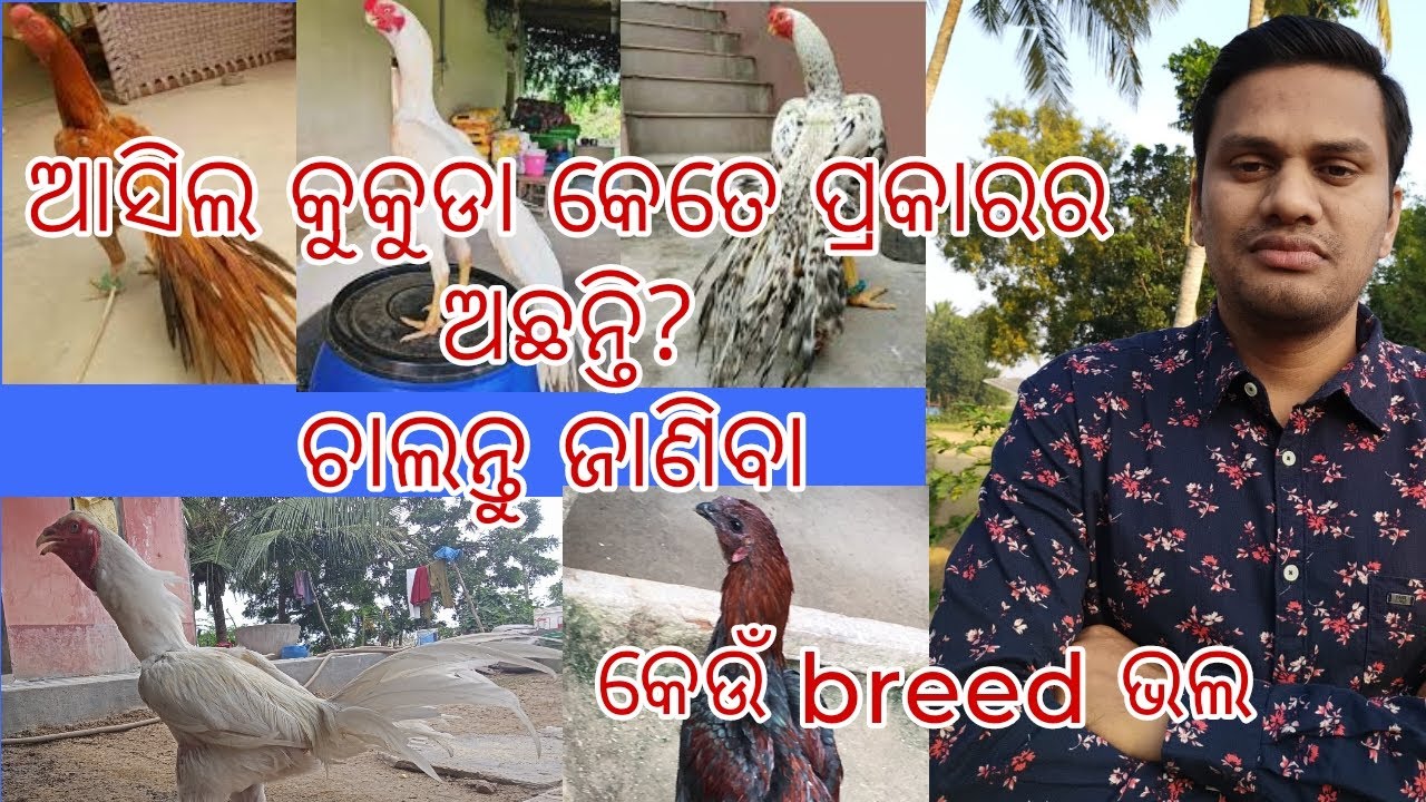 Types of aseel breed in India l #princeaseelpoint l କେଉଁ  breed ରଖିଲେ ଭଲ ଓ ବେଶୀ ଲାଭ ଦେବ 
