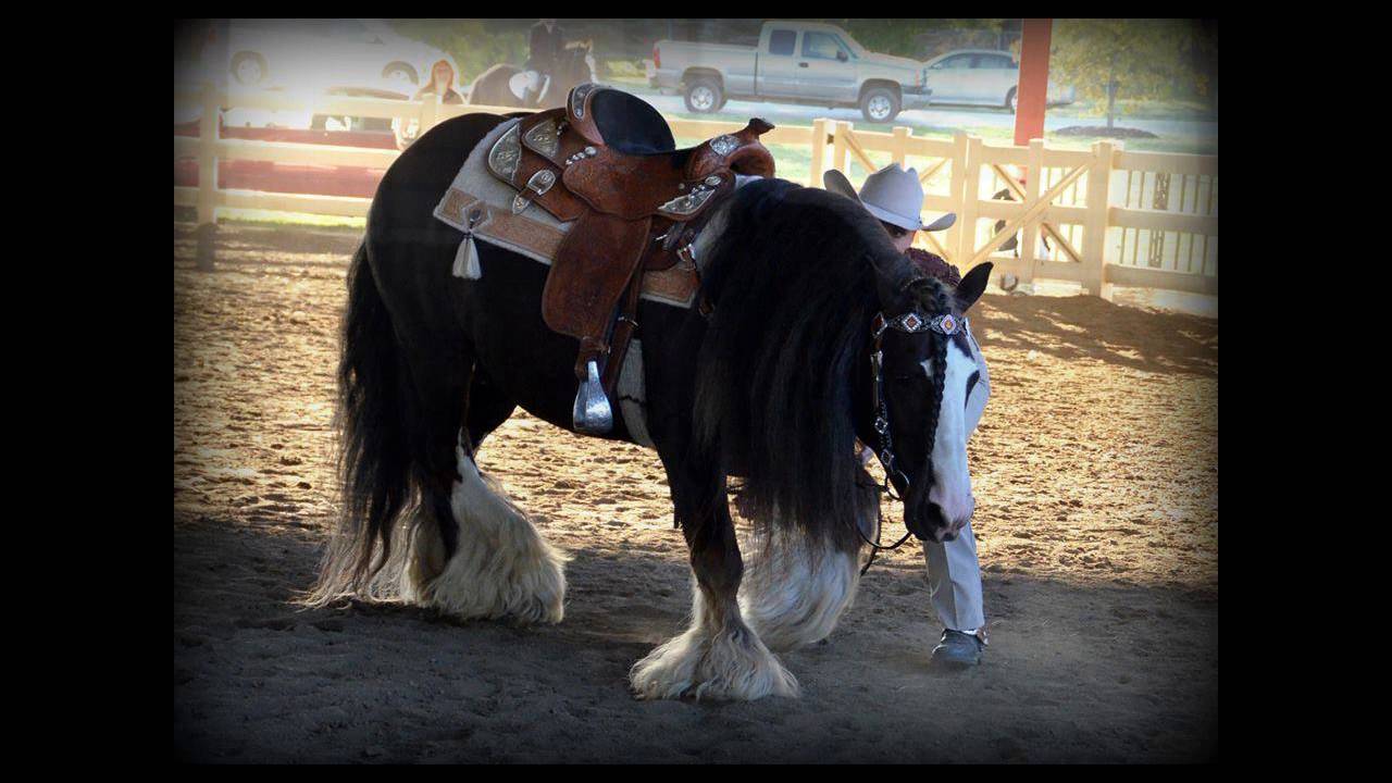 Featherwood Fir Darrig