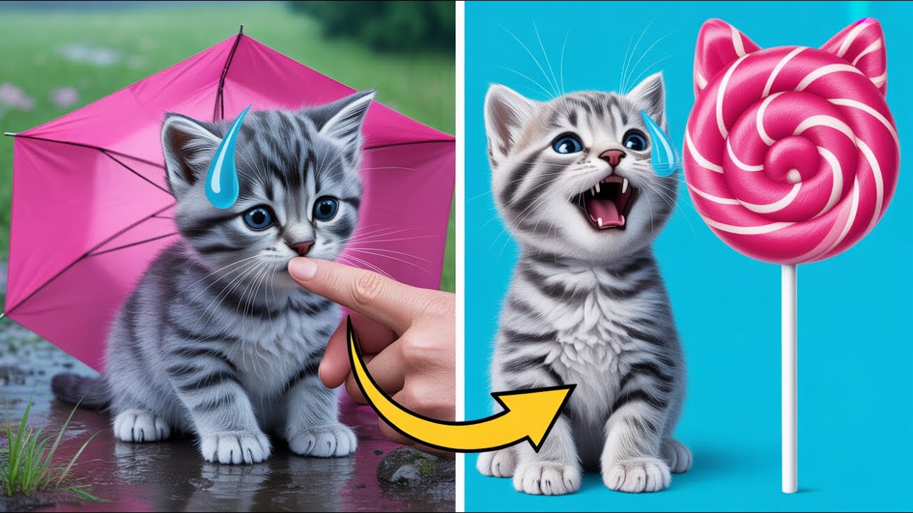 I Saved a Tiny Kitten! 🐱💡 Best DIY Hacks & Gadgets for Cats by 123 GO!