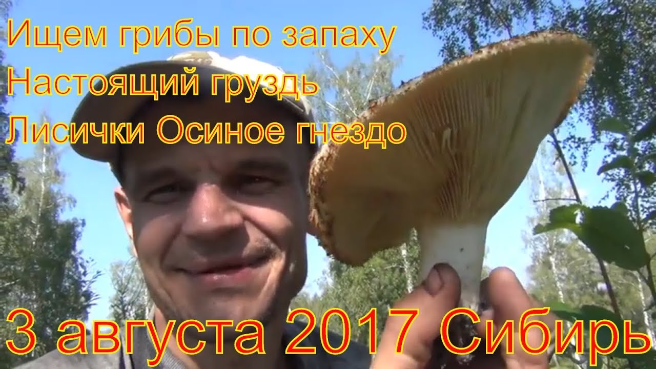 Поход в лес грибы настоящий груздь лисички ищем по запаху 3 августа ...