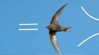 Download Lagu Respon mantaf by china | SP CHINA | MP3