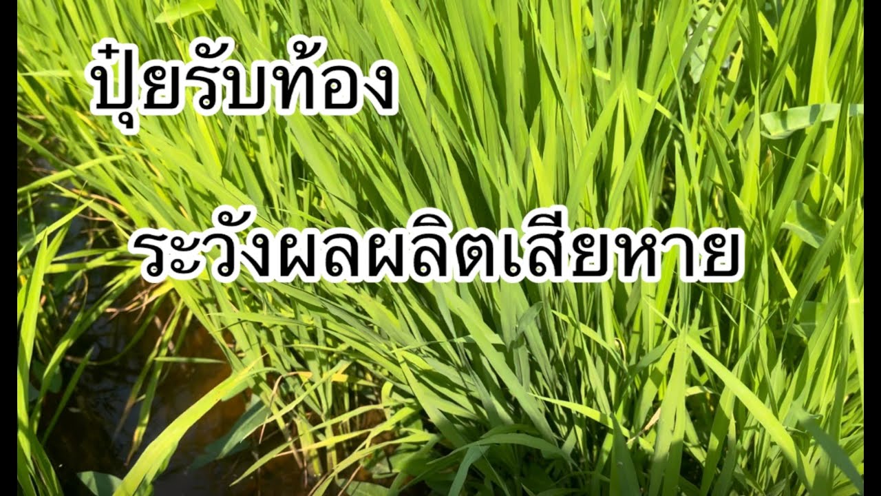ปุ๋ยรับท้องต้องฟัง