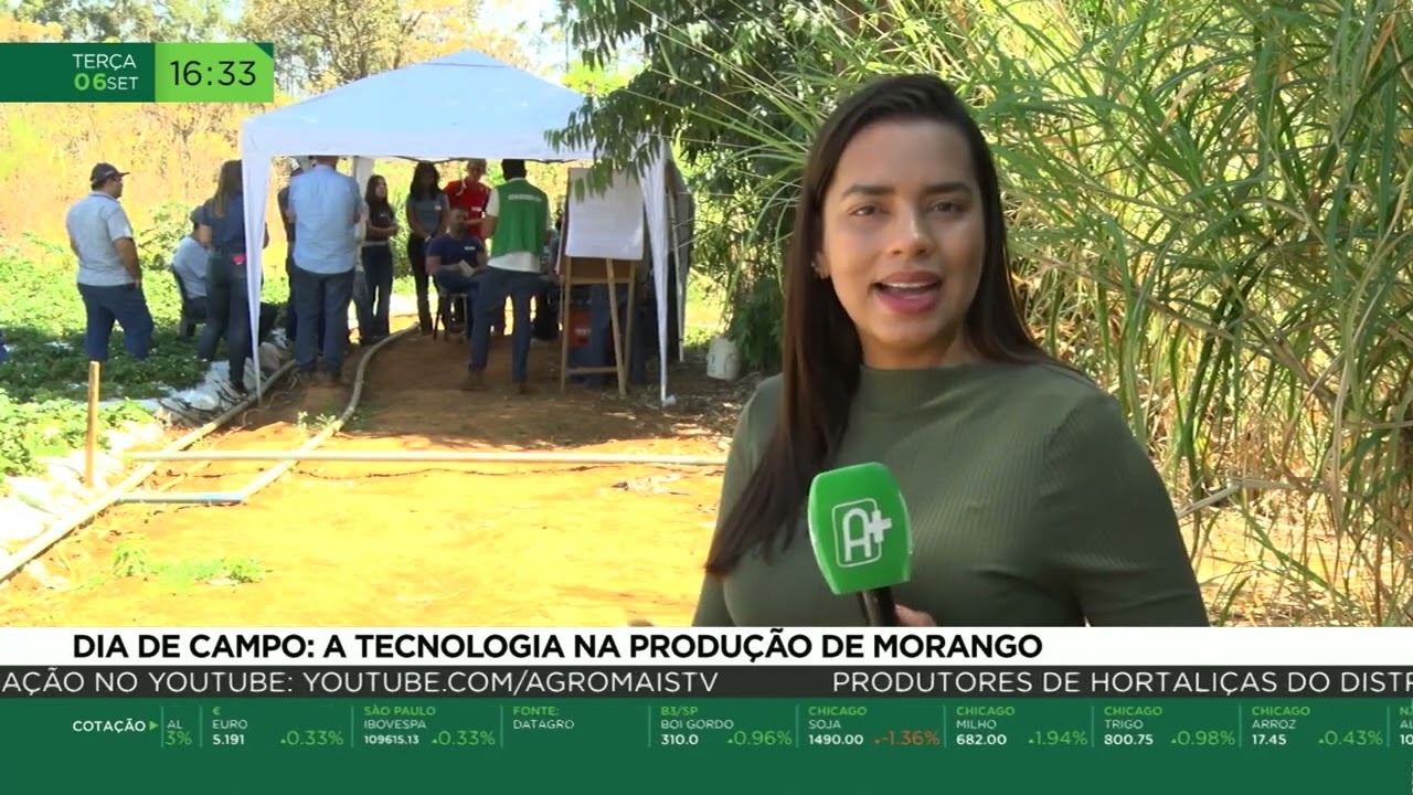 Dia de campo: A tecnologia na produção de morango