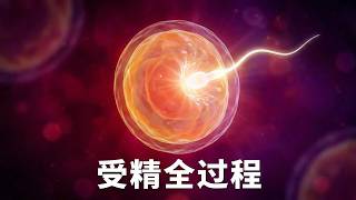 受精  受孕过程详解   3D 动画 #3D医学科普  #人体结构 #科普