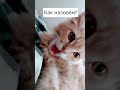 EVELINGOSPOSHA если она прямо сейчас заметит то мы с кошкой будем в шоке EVELINGOSPOSHA если она прямо сейчас заметит то мы с кошкой будем в шоке