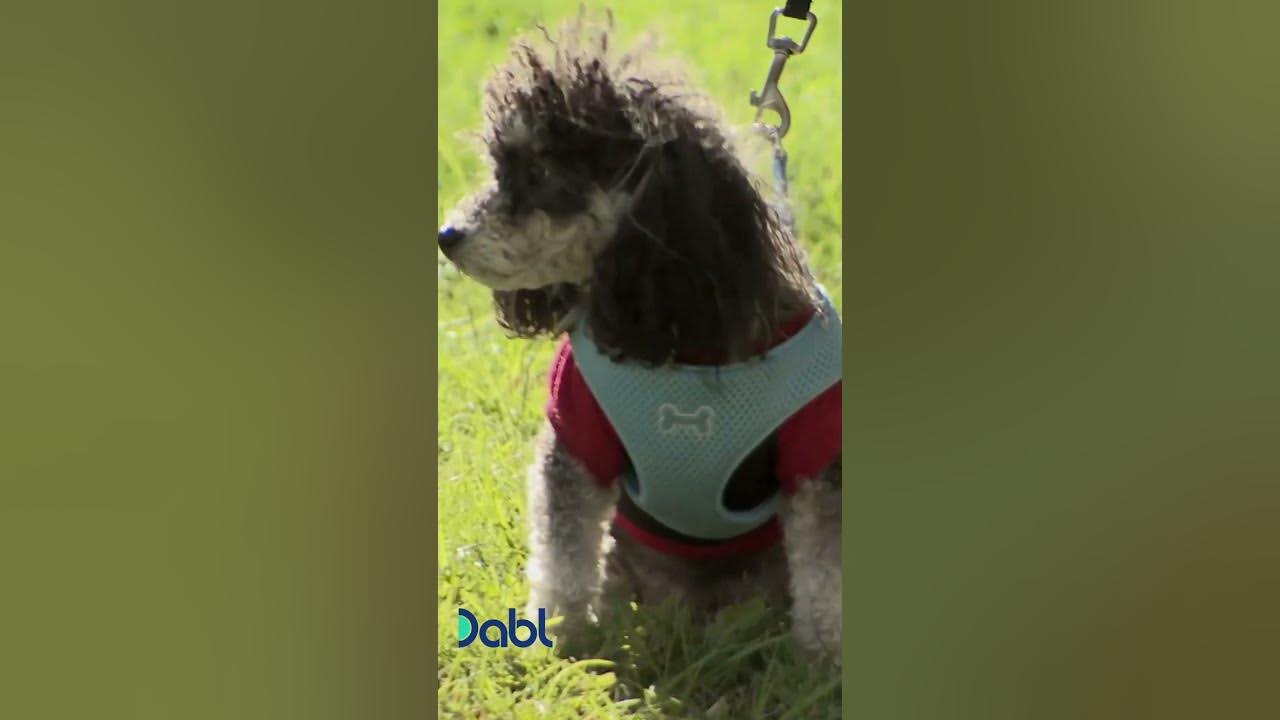 How to introduce kids to dogs Cesar Millan Tips shorts YouTube